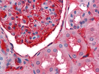 A1BG Monoclonal Antibody