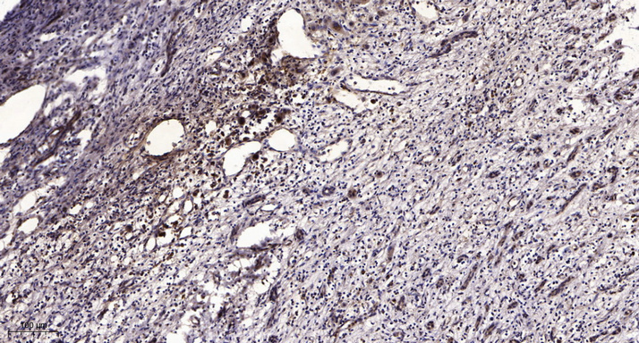 α-tubulin Monoclonal Antibody(8F11), Biotin Conjugated