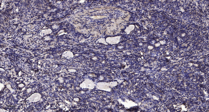 α-tubulin Monoclonal Antibody(8F11), Cy3 Conjugated