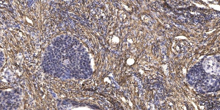 α-tubulin Monoclonal Antibody(8F11), FITC Conjugated