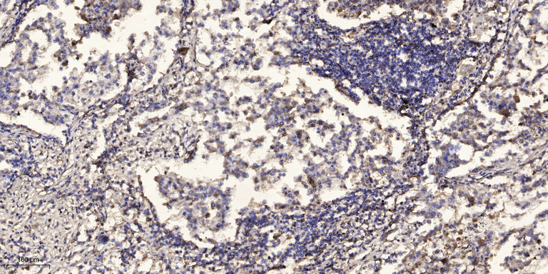 β-Tubulin Monoclonal Antibody(5G3), AbFluor 405 Conjugated