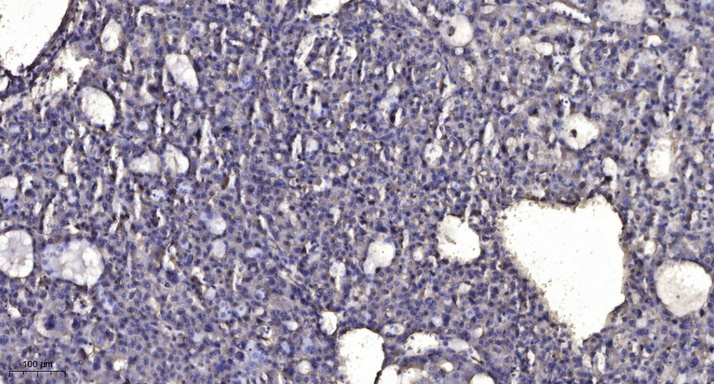 β-Tubulin Monoclonal Antibody(5G3), AbFluor 647 Conjugated