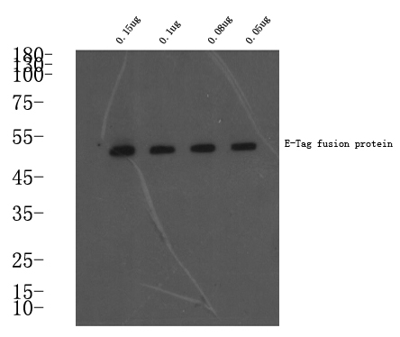 E-Tag Polyclonal Antibody