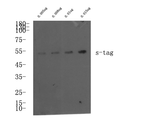 S-Tag Polyclonal Antibody