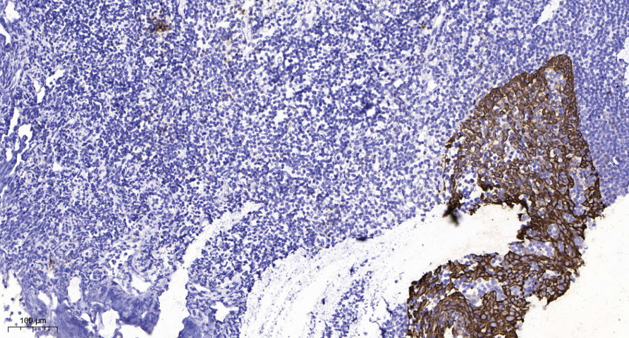 GluR-2 (Phospho Tyr876) Polyclonal Antibody