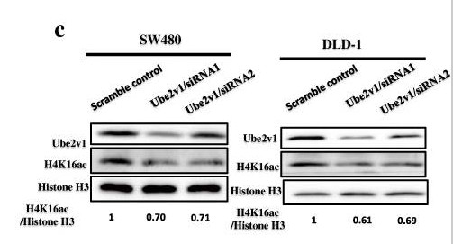 Histone H4 (Acetyl Lys16) Polyclonal Antibody