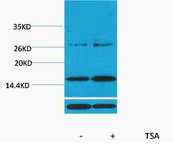 Histone H3 (Acetyl Lys14) Polyclonal Antibody