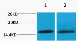 Histone H4 (Tri Methyl Lys20) Polyclonal Antibody