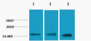 Histone H3 (Tri Methyl Lys79) Polyclonal Antibody