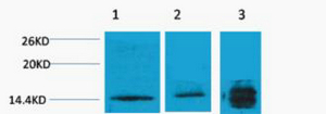 Histone H3 (Tri Methyl Lys4) Polyclonal Antibody