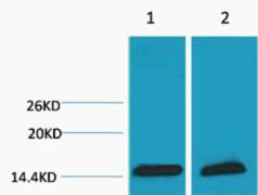 Histone H3 (Tri Methyl Lys18) Polyclonal Antibody