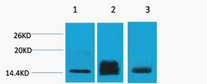 Histone H3 (Di Methyl Lys9) Polyclonal Antibody