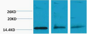 Histone H3 (Di Methyl Lys79) Polyclonal Antibody