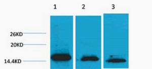 Histone H3 (Di Methyl Lys36) Polyclonal Antibody