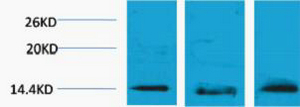 Histone H2B (Tri Methyl Lys5) Polyclonal Antibody