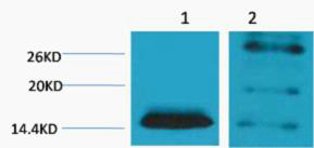 Histone H2B (Di Methyl Lys5) Polyclonal Antibody