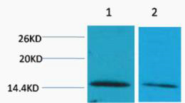 Histone H2B (Di Methyl Lys43) Polyclonal Antibody