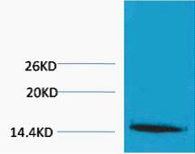 Histone H1 (Tri Methyl Lys25) Polyclonal Antibody