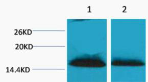 Histone H1 (Di Methyl Lys25) Polyclonal Antibody