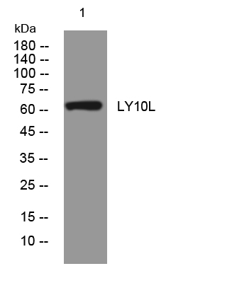 LY10L rabbit pAb