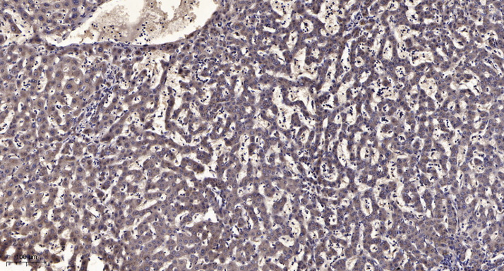 β-Tubulin Monoclonal Antibody(5G3), FITC Conjugated