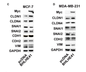 Myc-Tag Polyclonal Antibody