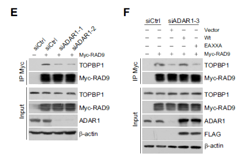 Myc-Tag Monoclonal Antibody(3E8)