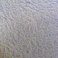 SK-MES-1 人肺鳞癌细胞