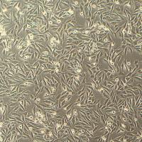 A-375 皮肤黑色素瘤细胞