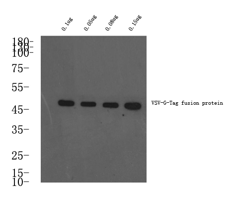 VSV-G-Tag Polyclonal Antibody