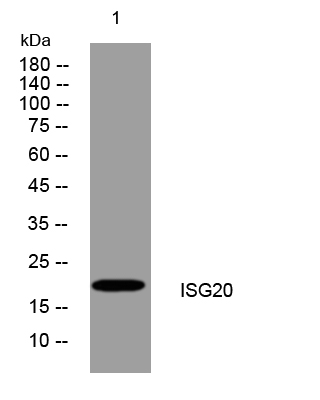 ISG20 rabbit pAb