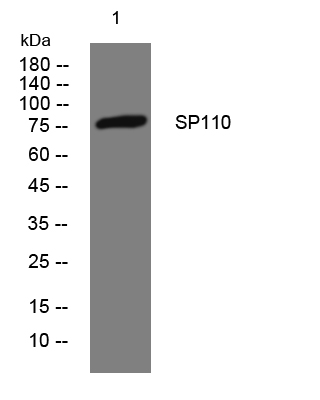 SP110 rabbit pAb