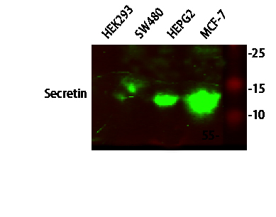Secretin Polyclonal Antibody