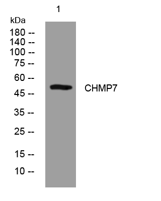 CHMP7 rabbit pAb