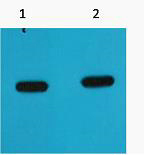 mCherry-Tag Monoclonal Antibody(Mix)
