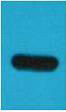 TAP-Tag Monoclonal Antibody(Mix)