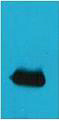 EYFP Polyclonal Antibody