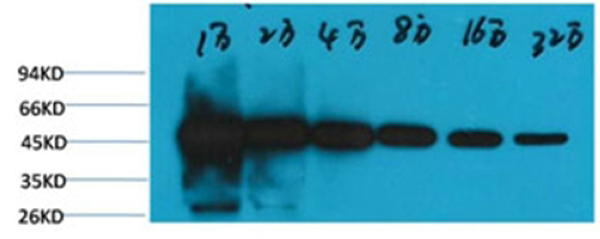 β-tubulin (HRP Conjugated) Monoclonal Antibody(5G3)